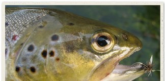 brown trout wtih fly in mouth