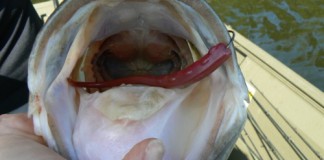 largemouth bass mouth with lure