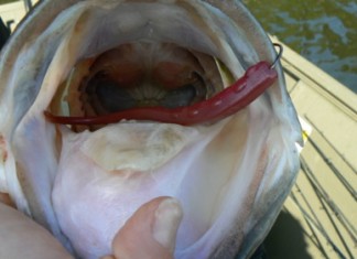 largemouth bass mouth with lure