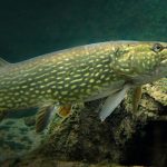 underwater northern pike