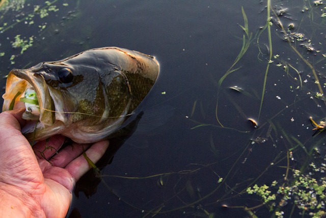 bass swallowing a frog lure