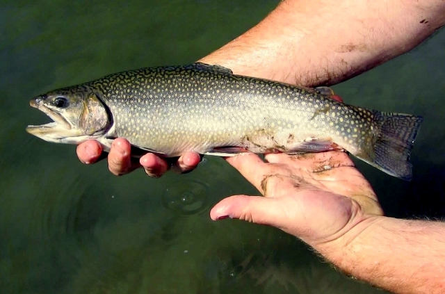 big brook trout