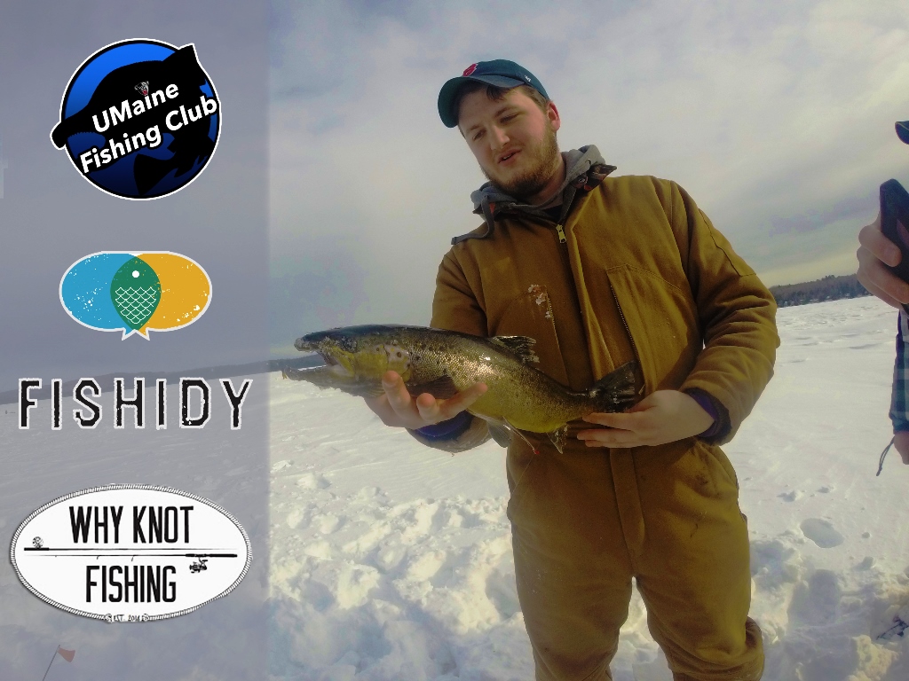 brown trout ice fishing in maine