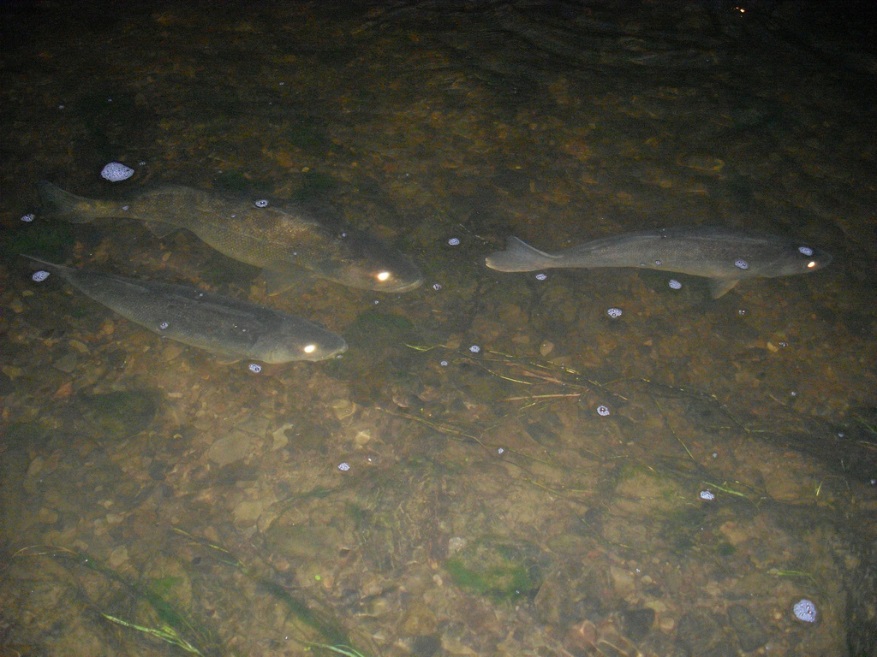 walleye feeding in the shallows