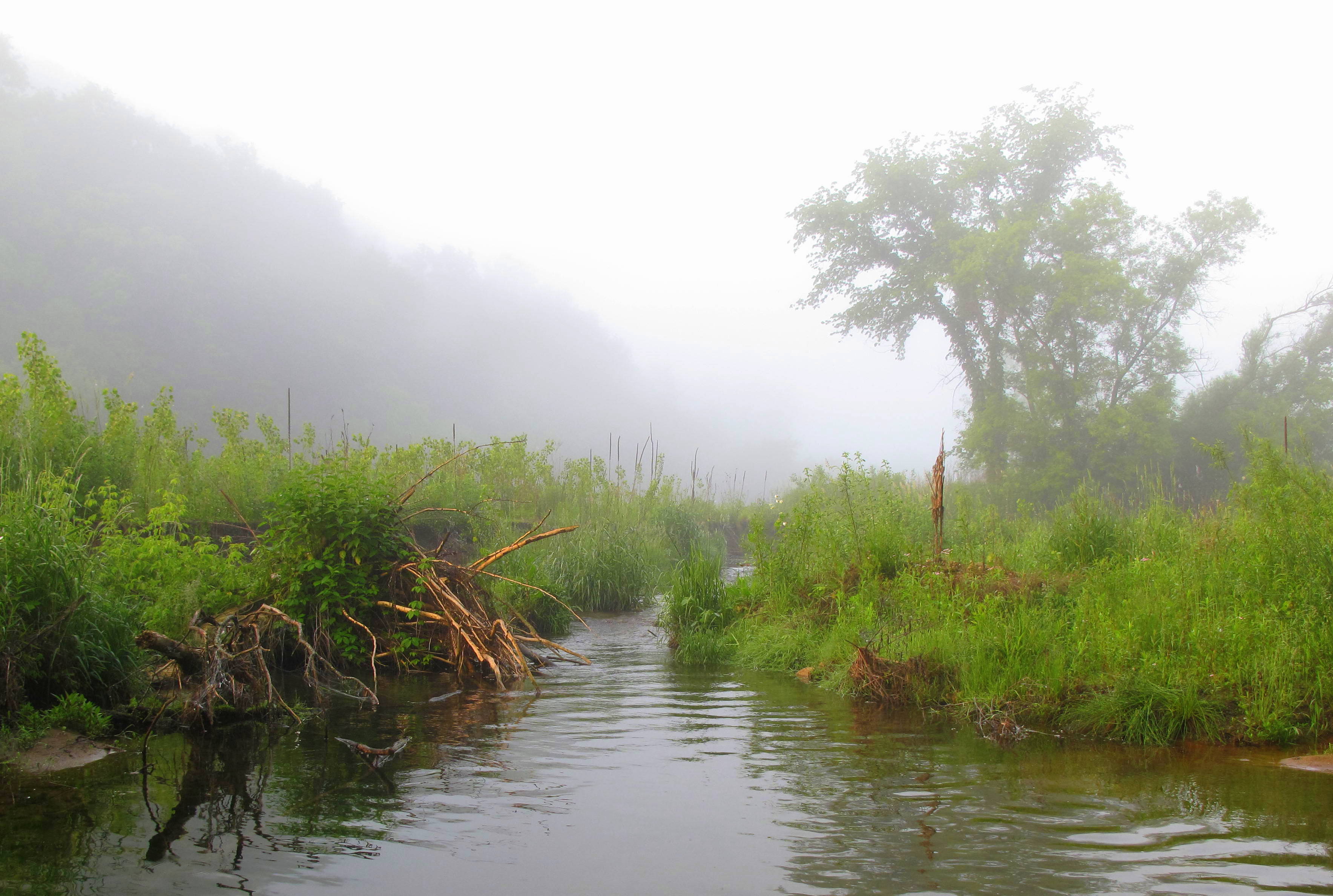 foggy trout creek