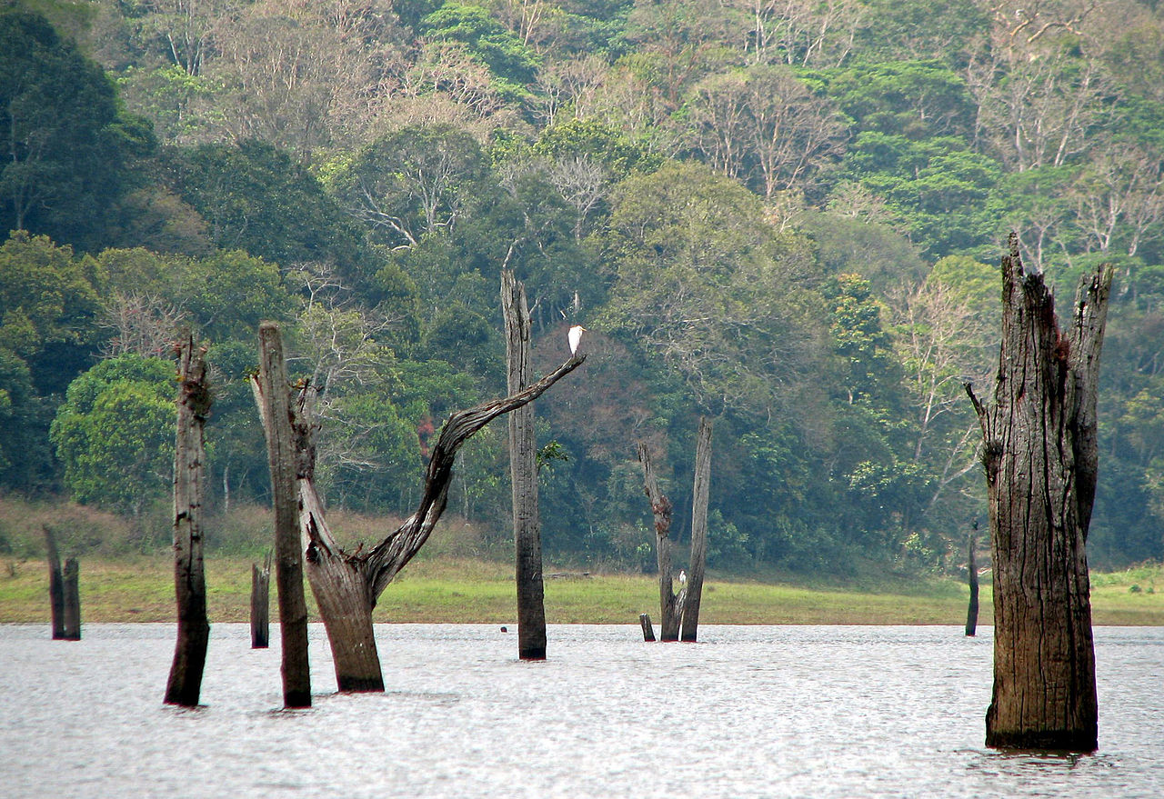 submerged trees in the flats
