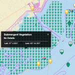 submergent-vegetation