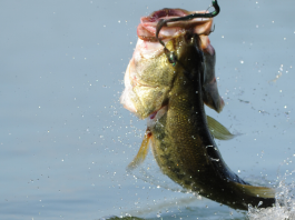 best bass fishing lures