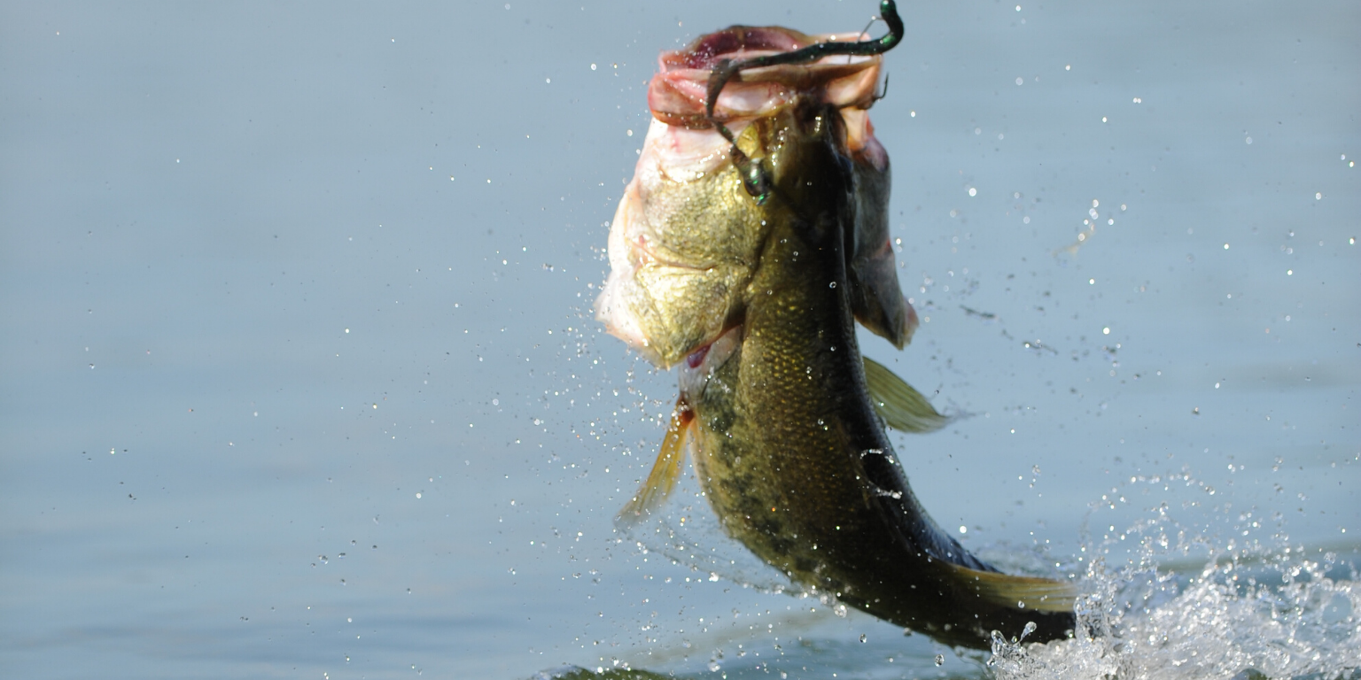 Best Baits For Spring Bass  Best Bass Lures for Spring - Best Bait Bass