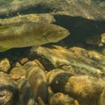 smallmouth-bass-by-rocks